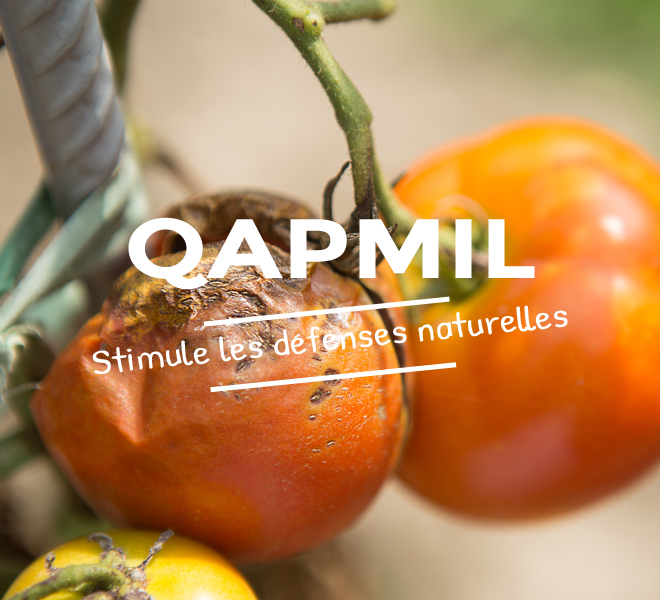 qapmil_produit