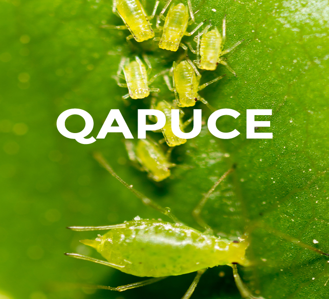 qapuce