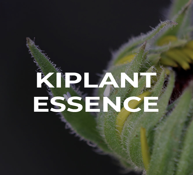 produits-KIPLANT-ESSENCE
