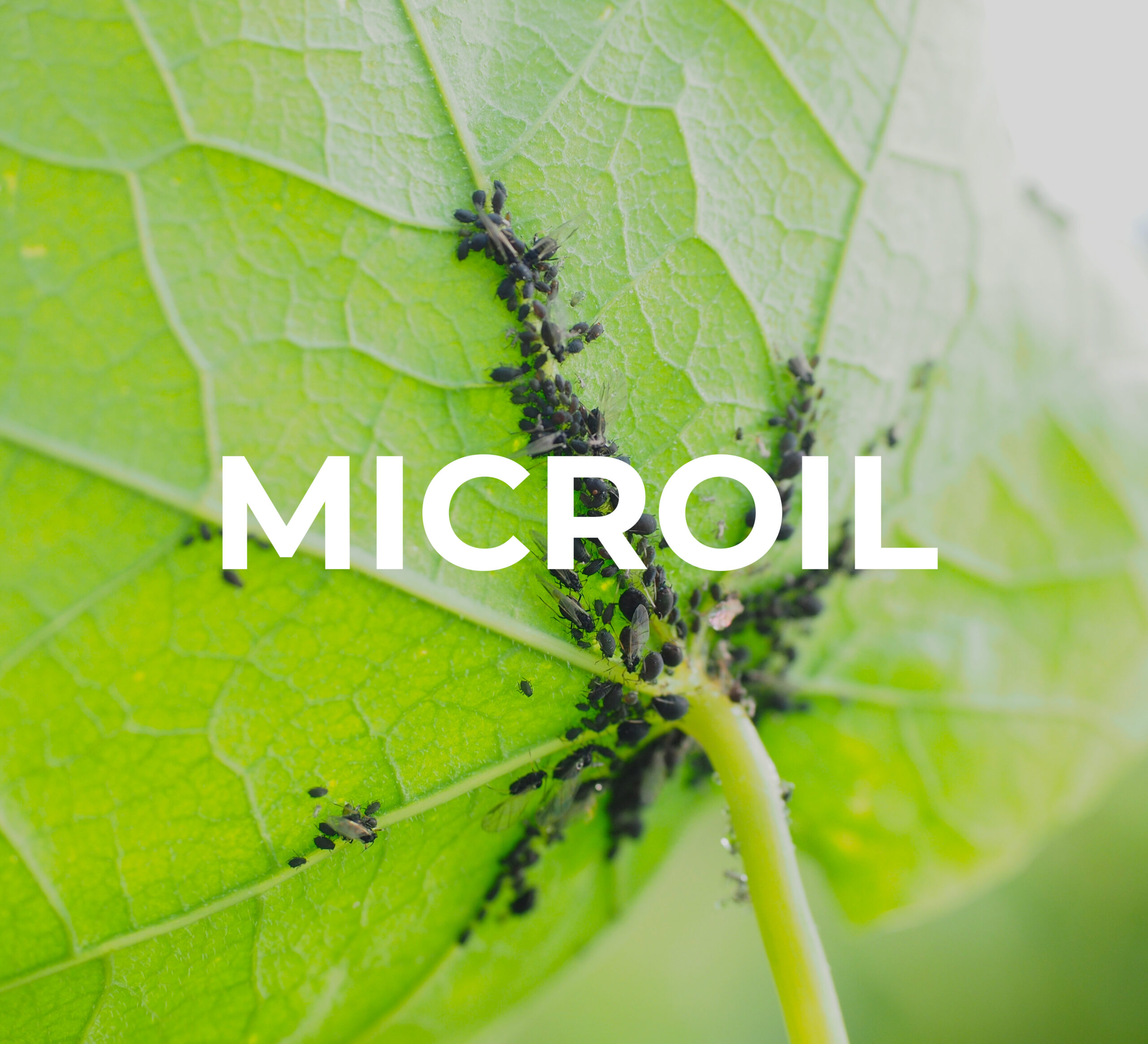 MICROIL