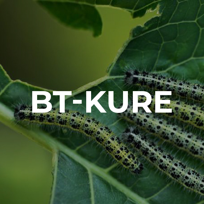 BT-KURE